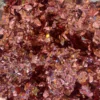 Revet Konfetti - Holografisk Rosegold, 14gr