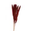 Tørret Bordeaux Pampasblomster 65-75 cm, 6 stk.
