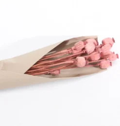 Tørret Lyserøde Valmuehoveder 60 cm, 90gr