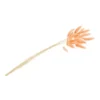 Tørret Orange Lagurus 50-60 cm, 25 stk.